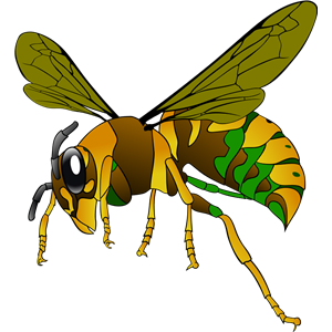 Wasp PNG-74594